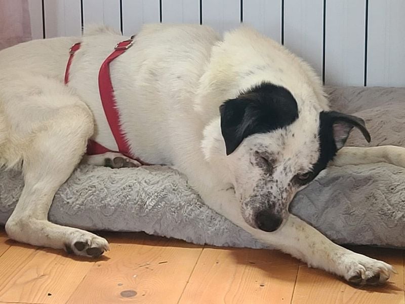 ♥KOBOLD♥ auf Pflegestelle in Essen - hübscher, ganz lieber, sensibler Hundejunge 51 cm