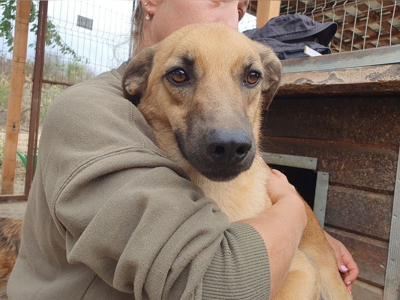 ♥MIRO♥ wunderschöner, ganz liebenswerter Schatz, der sicher schnell Vertrauen fasst 57 cm