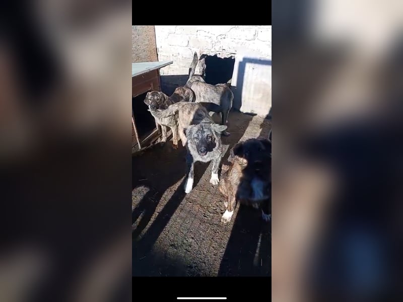 ⭐️CAJA⭐️, sanfte Hündin, 1 Jahr, 59 cm, Mischling, Tierschutz Rumänien
