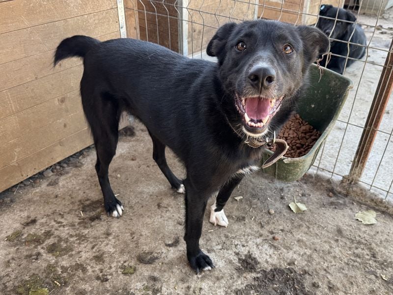 ♥TABEA♥ so liebe,verschmuste, lustige Hündin,die von ihrem Besitzer im Tierheim abgegeben wurde 57cm