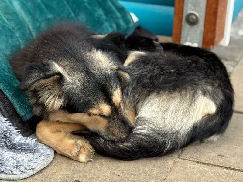 ♥ISABELLA♥ neu auf PS bei Köln - lebendige, kluge Schönheit mit ganz weichem Fell 51cm