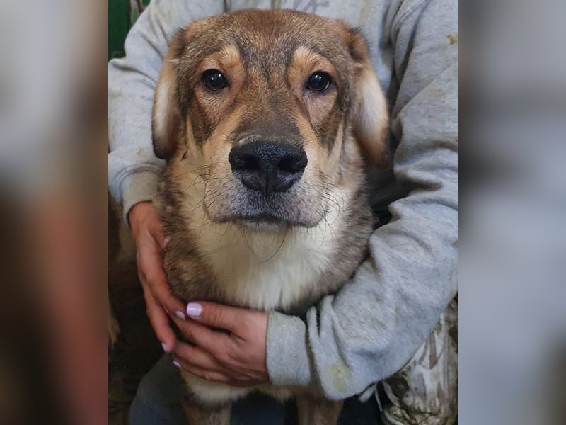 ♥MARLIN♥ ruhiger, lieber, vorsichtiger Rüde, der im Tierheim völlig überfordert ist 52 cm