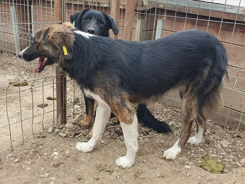 ♥MIA♥ ganz zutrauliche, verschmuste, wunderschöne tricolor-Hündin 56 cm