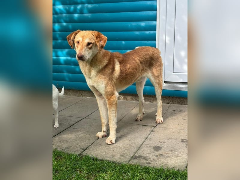 ♥GHANDI♥ neu auf Pflegestelle bei Köln - wunderbarer, ganz menschenbezogener Rüde 57 cm