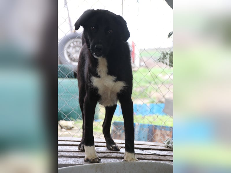 TAIN, sucht Hundeprofis, 10 Monate, 54 cm, Rüde, Herdenschutz-Mix, Tierschutz Rumänien