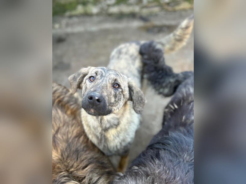 ⭐HELEN⭐, schüchterne Hündin, 1 Jahr, 53 cm, Herdenschutz-Mischling, Tierschutz Rumänien