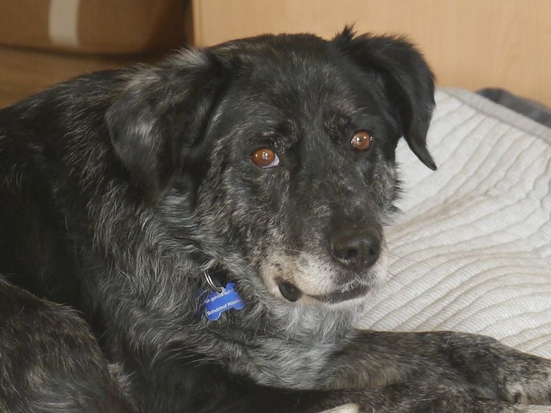 ♥JACKO♥ auf Pflegestelle bei Köln - unglaublich lieber und menschenbezogener Senior 51cm