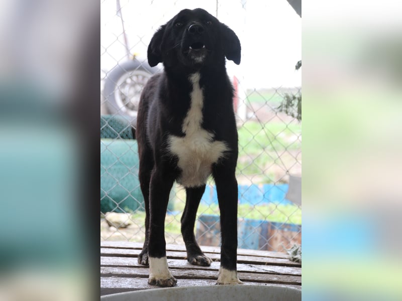TAIN, sucht Hundeprofis, 10 Monate, 54 cm, Rüde, Herdenschutz-Mix, Tierschutz Rumänien