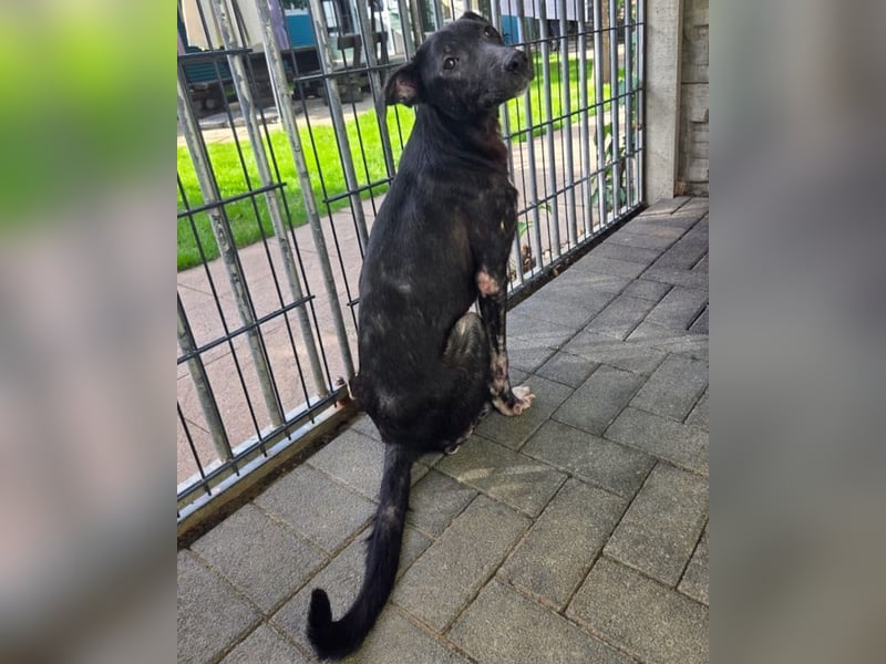 ♥NINA♥ neu auf Pflegestelle bei Köln - ganz liebe, aufgeschlossene, zu dünne Juniorin 55 cm
