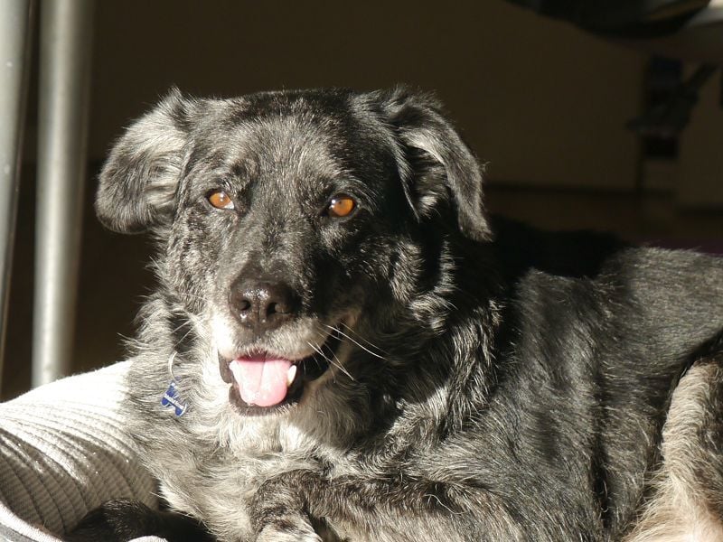 ♥JACKO♥ auf Pflegestelle bei Köln - unglaublich lieber und menschenbezogener Senior 51cm