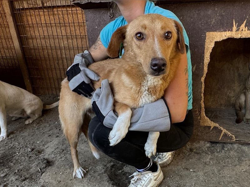 ♥RONJA♥ süße, stille, zarte Seele, der der Stress im Tierheim sichtlich zusetzt 50-55 cm