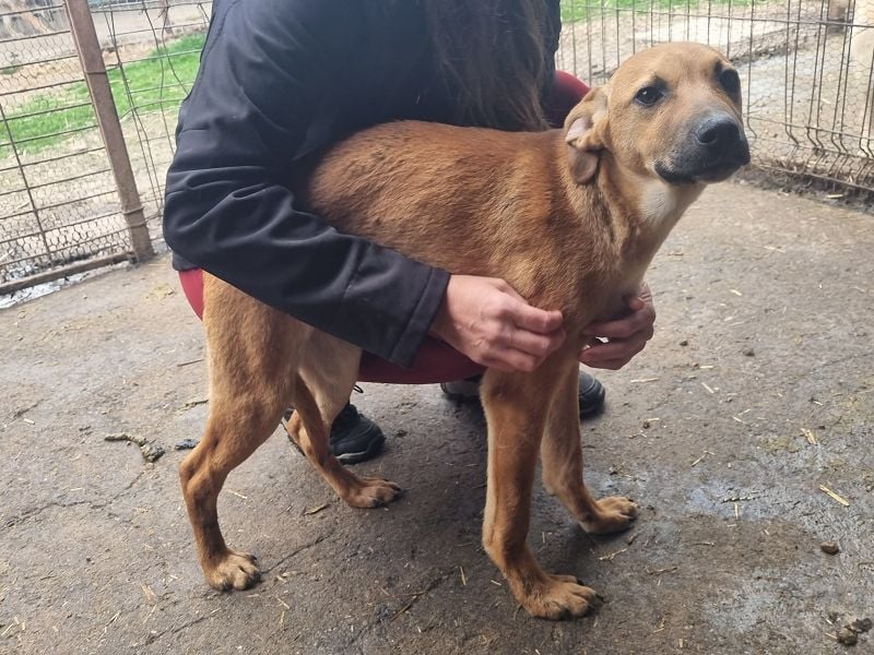 ♥KLAUSI♥ zuckersüßer, zarter, ganz lieber, verspielter Junghund - mittelgroß