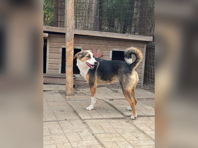 ♥ELDA♥ besonders schöne tricolor-farbene, ganz liebe, sanfte Junghündin von schlanker Statur 53 cm