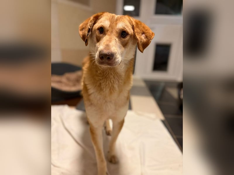 ♥GHANDI♥ neu auf Pflegestelle bei Köln - wunderbarer, ganz menschenbezogener Rüde 57 cm