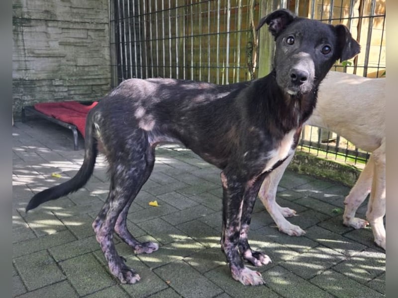 ♥NINA♥ neu auf Pflegestelle bei Köln - ganz liebe, aufgeschlossene, zu dünne Juniorin 55 cm