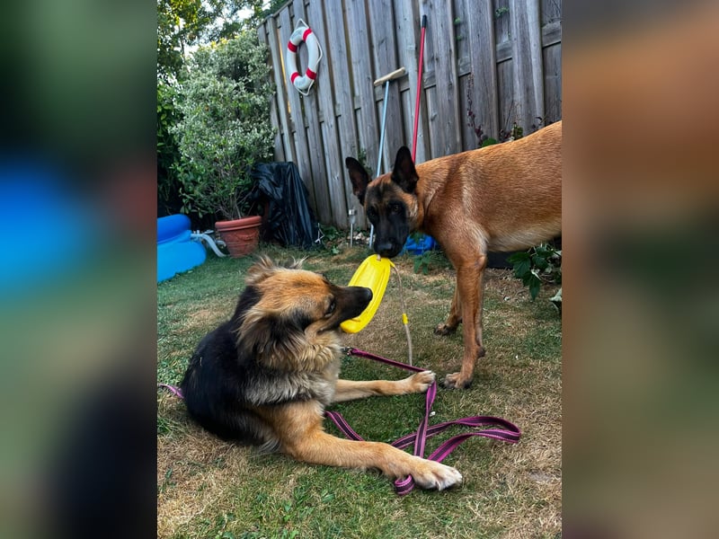 DIANA, coole Begleiterin, 4 Jahre, 55 cm, Pflegestelle Duisburg, Tierschutz Rumänien