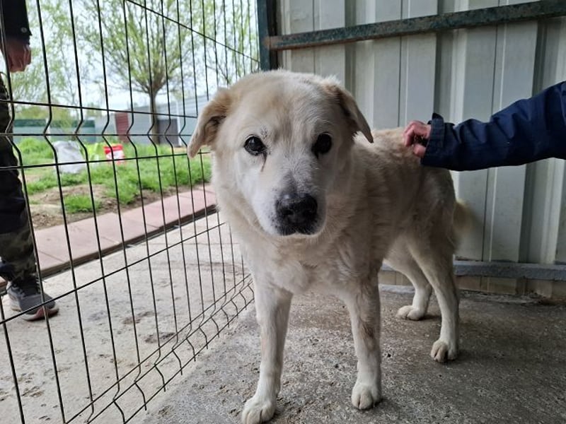 ♥FRANZ♥ ganz lieber, ruhiger, dankbarer Plüschhund, der ein Leben voller Entbehrungen hatte 52 cm