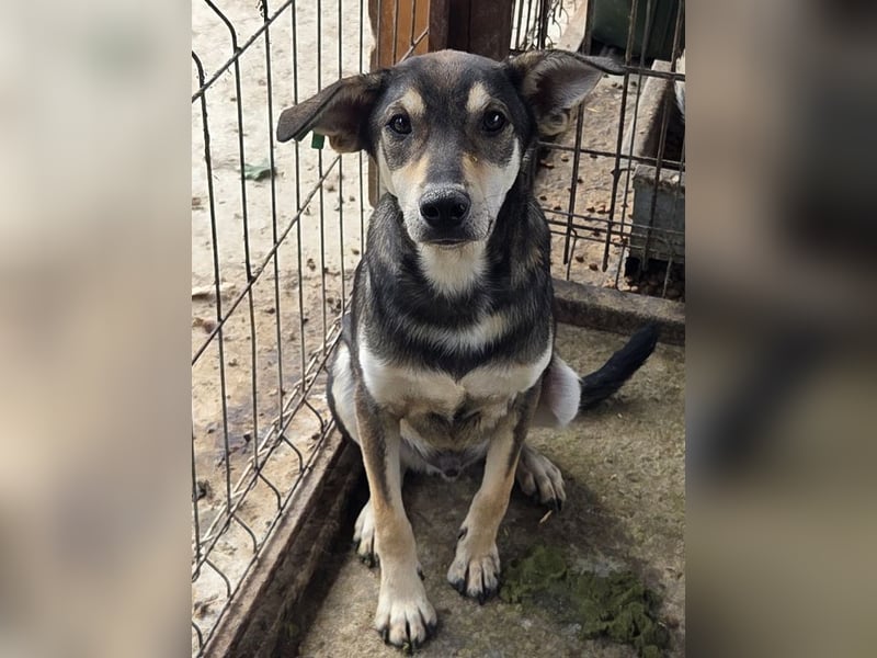 ♥DENNIS♥ wunderschöner, ganz sanfter, feiner kleiner Schatz 51 cm