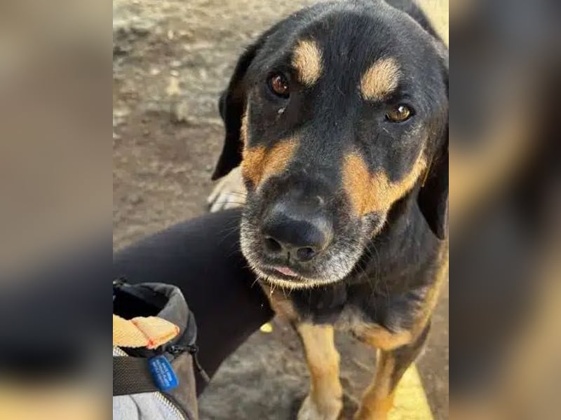 NOTFALL ♥STELLA♥ ab 19.Sep auf Pflegest bei Köln-unglaublich menschenbezogene, zu dünne Hündin 54cm