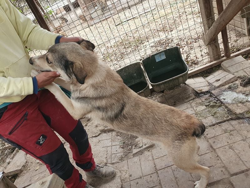 ♥QUENTIN♥ unglaublich menschenbezogener, verschmuster Rüde, der schon ein Zuhause hatte 55 cm