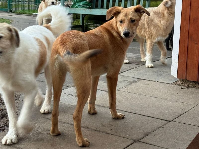 ♥GORBI♥ auf Pflegestelle bei Köln - aufgeschlossener, fröhlicher, anhänglicher Junior 52 cm