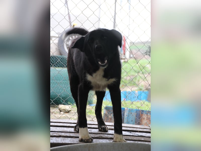 TAIN, sucht Hundeprofis, 10 Monate, 54 cm, Rüde, Herdenschutz-Mix, Tierschutz Rumänien
