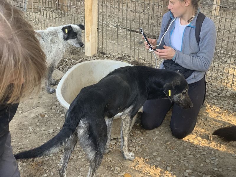 ♥SICCO♥ zu dünner, verschmuster, sehr menschenbezogener Rüde 60 cm