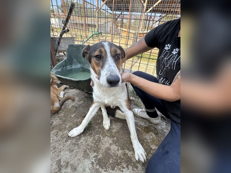 ♥MAIK♥ wunderschöner dreifarbiger, ganz lieber, noch etwas unsicherer Jungrüde 55 cm