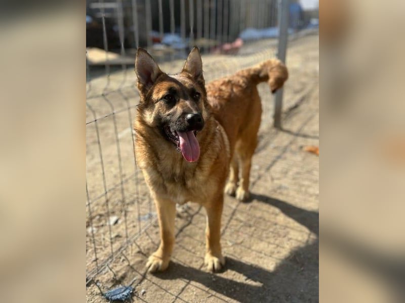 ⭐️TINNI⭐️, tolle Malinois-Mix Hündin, 1 Jahr, 53 cm, Mischling, Tierschutz Rumänien