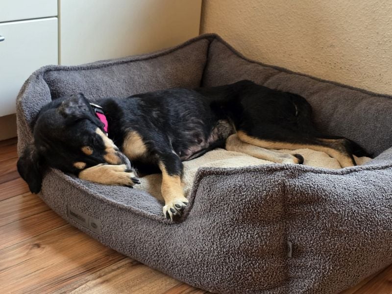 NOTFALL ♥STELLA♥ neu auf Pflegest bei Leverkusen -unglaublich menschenbezogene, zu dünne Hündin 60cm