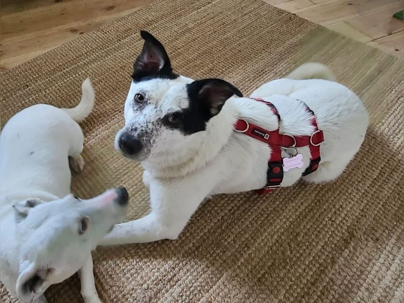 ♥KOBOLD♥ auf Pflegestelle in Essen - hübscher, ganz lieber, sensibler Hundejunge 51 cm