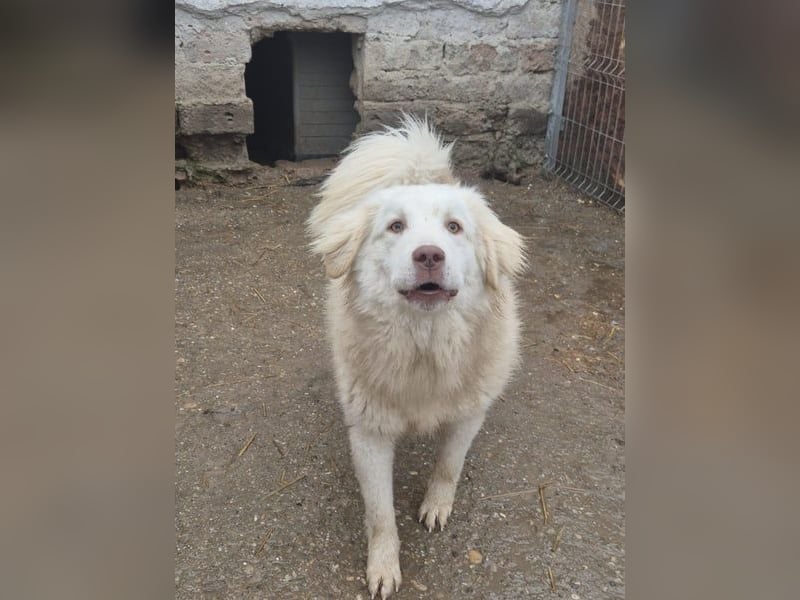 ⭐️DEXI⭐️, schüchterne Schönheit, Hündin, 1,5 Jahre, ca. 55cm, Mischling, Tierschutz Rumänien