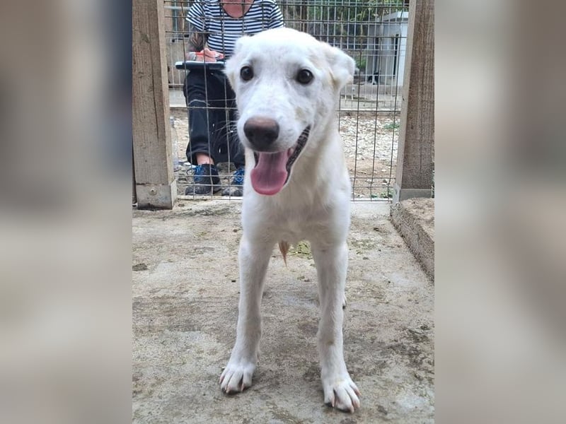 ♥SINA♥ neu auf Pflegestelle bei Köln - zuckersüße, verspielte Juniorin 59 cm