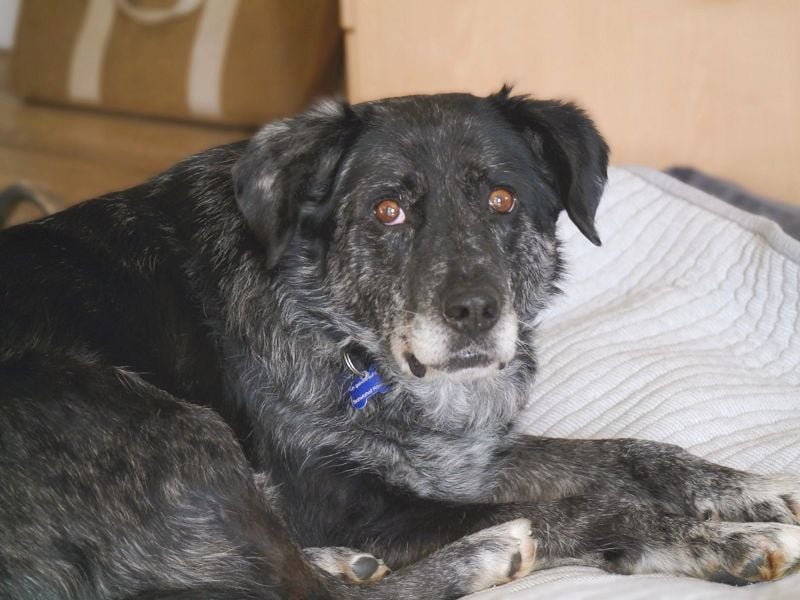 ♥JACKO♥ auf Pflegestelle bei Köln - unglaublich lieber und menschenbezogener Senior 51cm