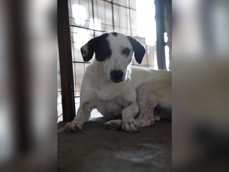 Notfell⭐️GEORGIA⭐️, traumhafte, junge Hündin, 2,5 Jahre, 57cm, Mischling, Tierschutz Rumänien