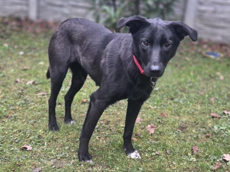 ♥LANA♥ neu auf Pflegestelle bei Köln - bewegungsfreudige, offene schwarze Schönheit 56cm