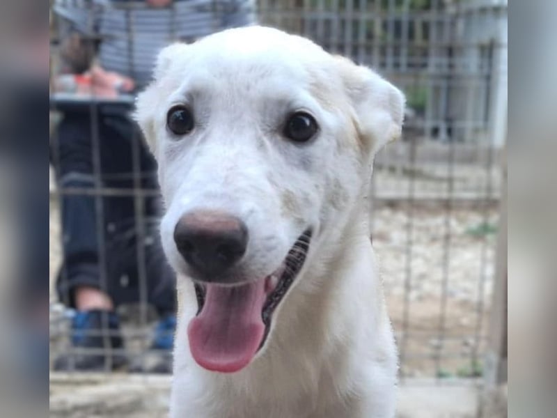 ♥SINA♥ neu auf Pflegestelle bei Köln - zuckersüße, verspielte Juniorin 59 cm