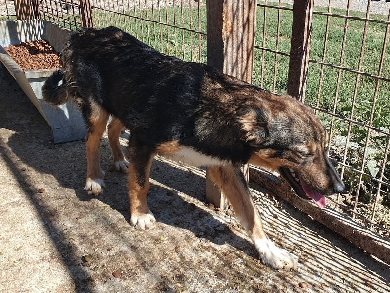 ♥MILO♥ entzückender, verschmuster, sportlicher Junghund; der ideale Familienhund - mittelgroß