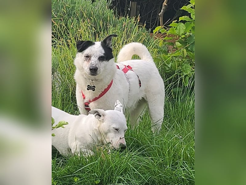 ♥KOBOLD♥ neu auf Pflegestelle in Essen - hübscher, ganz lieber, sensibler Hundejunge 51 cm