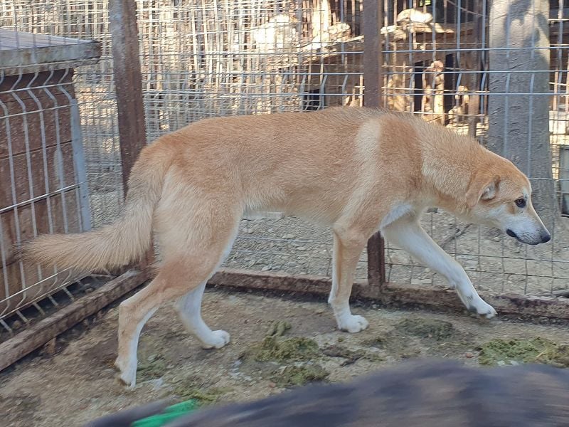 ♥RANDY♥ wunderschöner creme-weißer, anfangs noch zurückhaltender, ganz lieber Jungrüde 57 cm