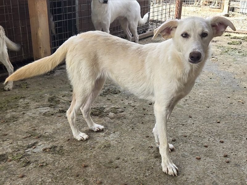 ♥BIANCA♥ fröhliche, verspielte und verschmuste Junghündin, die sich nach Zuwendung sehnt 55 cm