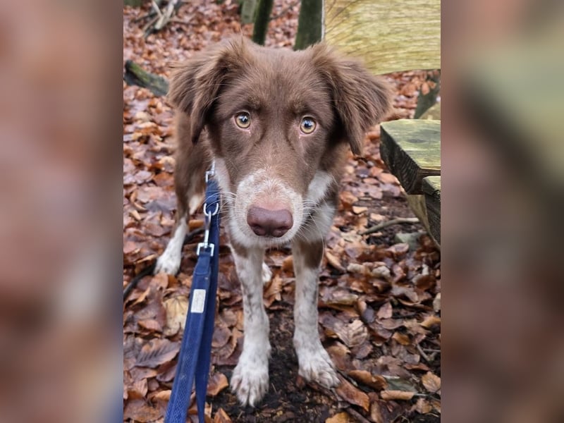 ♥LYRA♥ neu auf Pflegestelle bei Leverkusen - wunderschöne, ganz liebe, sensible Seele 53 cm