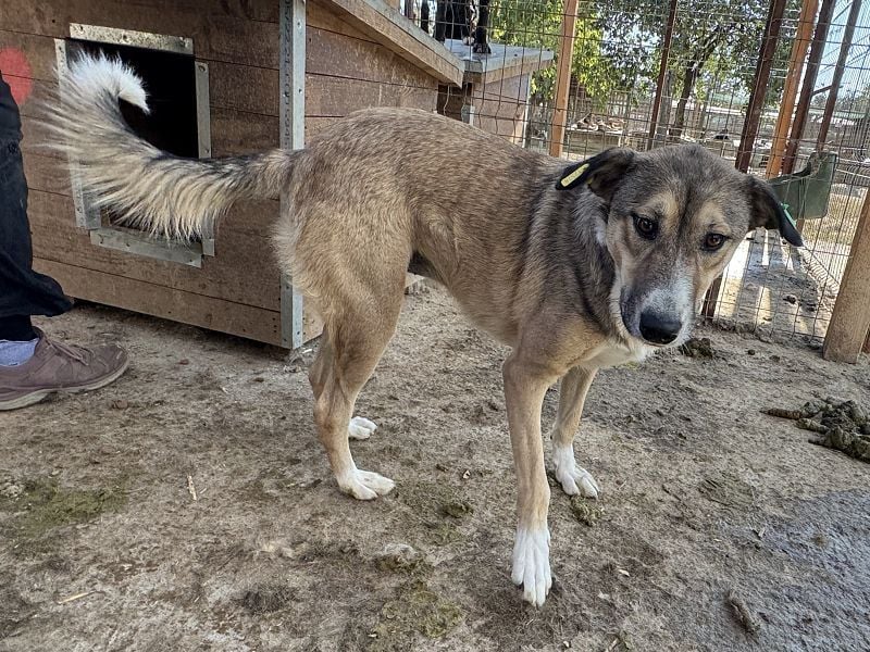 ♥TORA♥ unglaublich liebe, sehr aufgeschlossene, verschmuste Hündin - einfach ein Schatz 56 cm