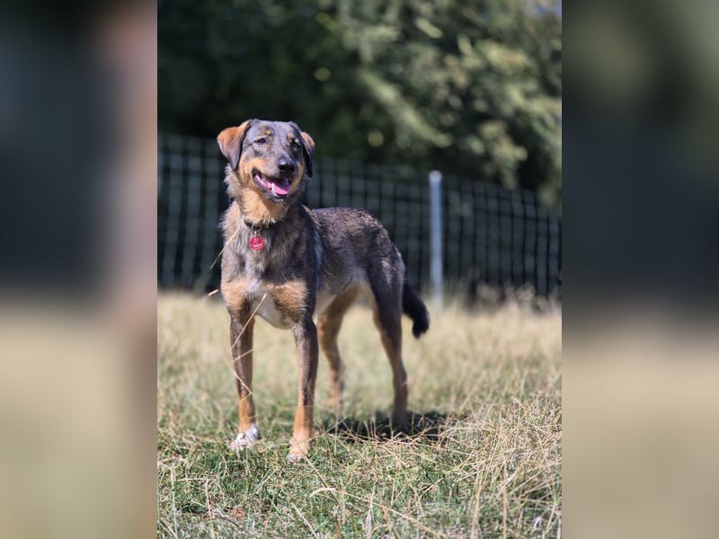 AMY, liebe Frohnatur, 2,5 Jahre, 59 cm, Mischling, Pflegestelle 57635, Tierschutz Rumänien