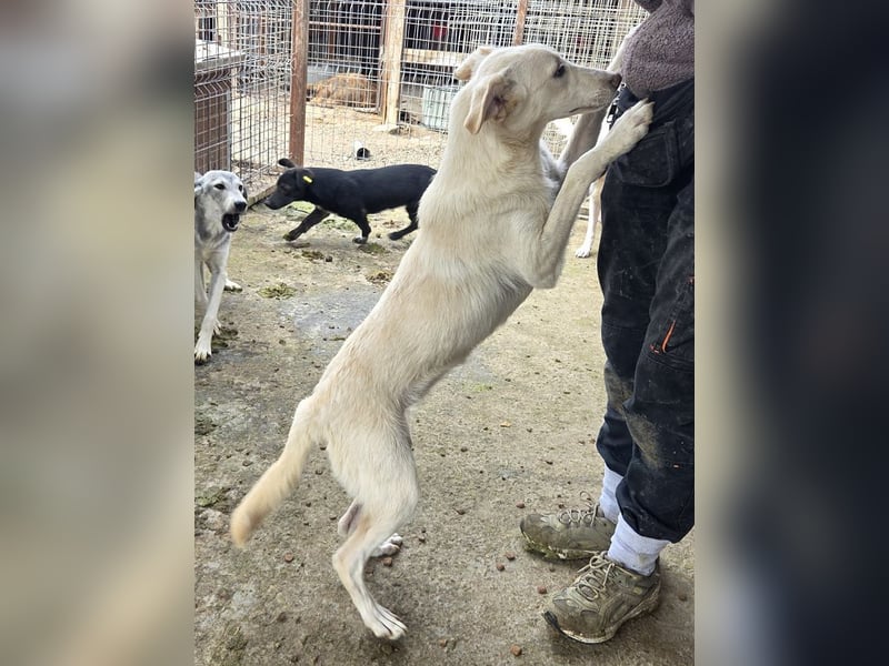 ♥BIANCA♥ fröhliche, verspielte und verschmuste Junghündin, die sich nach Zuwendung sehnt 55 cm