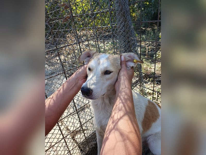 ♥CINDY♥ wunderschöne, neugierige Hündin, die noch unsicher im Umgang mit Menschen ist 54 cm