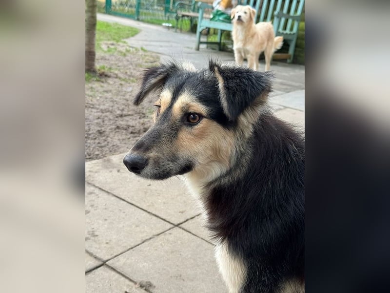 ♥ISABELLA♥ neu auf PS bei Köln - lebendige, kluge Schönheit mit ganz weichem Fell 51cm