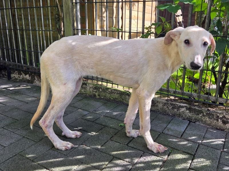 ♥NALA♥ am 11.Okt bei "Tiere suchen ein Zuhause" - süße, verschmuste, viel zu dünne Juniorin 53 cm