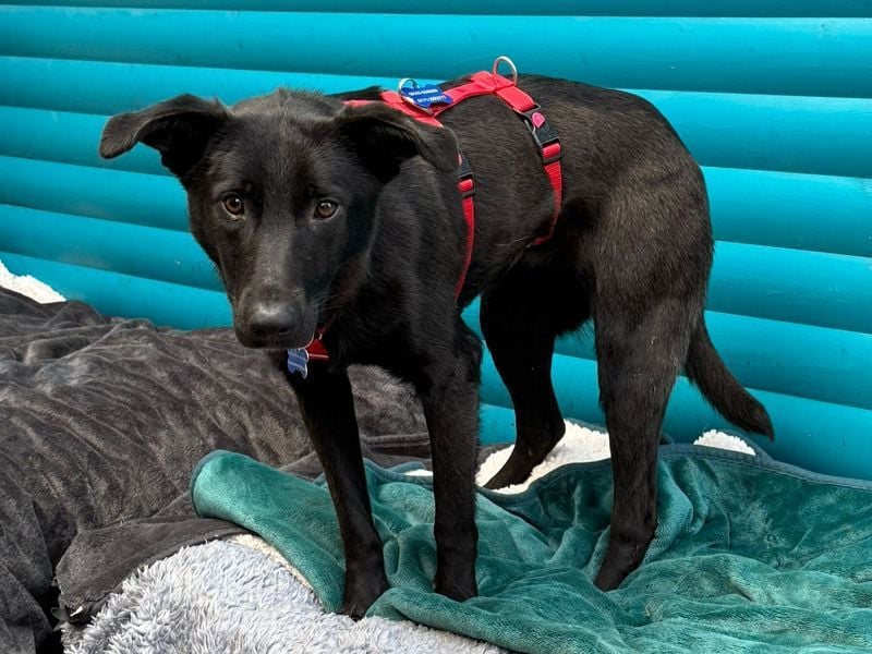 ♥LANA♥ neu auf Pflegestelle bei Köln - bewegungsfreudige, offene schwarze Schönheit 56cm