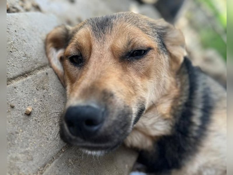 ♥VITA♥ sehr zutrauliche, liebe, neugierige Schmusebacke 52 cm